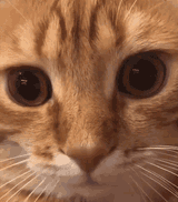 cat-eye-twitch-cat