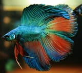double-tail-betta[1]