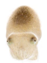 squid