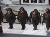 chimpstarium sisters