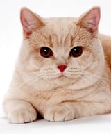 gigacat