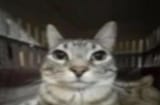 catstare
