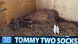 tommy two socks