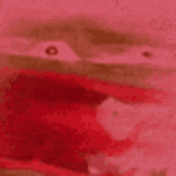reee-pepe