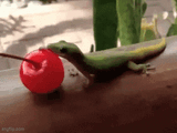 femra feasting