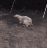 dog-spin-spinning-dog-884481964