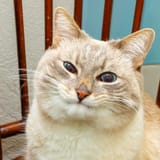 avatar_c83777580736_512