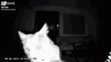 catsniff