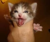 AHHHHHH