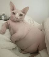 nakedfatcat