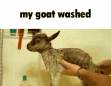 freshly-washed-goat