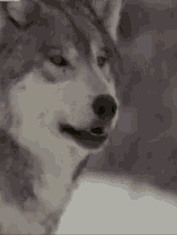 1742643024640146