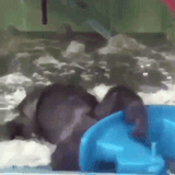 monkey-get-back-up-monkey
