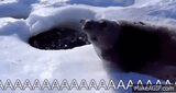 aaaaaa-egg
