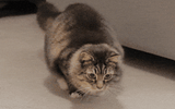 wiggle