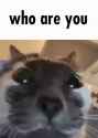 who are you_thumb.jpg