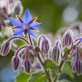 borage