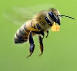 BeeThumbsUp