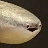 holy fuck Sacabambaspis