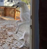 this-dog-v0-ysxz9ky1p01c1