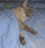 kitty