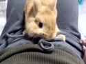Rabbit_thumb.jpg