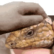 petpet