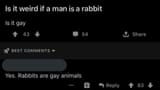rabbits_are_gay_animals-1