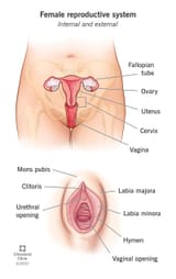 9118-female-reproductive-system