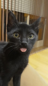 blep