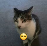 1723265181491446