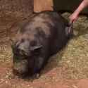 piggu_thumb.jpg