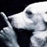 silence dog