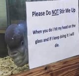 fsh