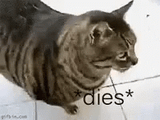cat-died