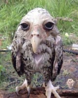 owled