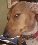 side eye dog meme