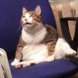 cat looks at your post