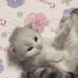 kitten-baby