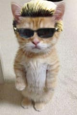 albert whisker