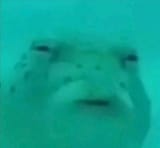 pufferfish