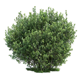 green-shrub-with-leaves-png