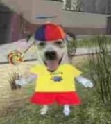 whimsy dog low res