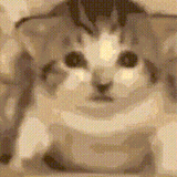 gato
