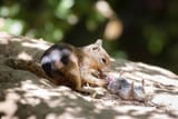FYI-Squirrels-eat-voles-scaled-768x512