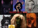 wig dog