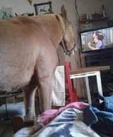 Hors