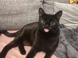 pleadingmoonieblep