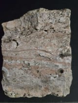 Chert with fossils
