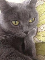 cat thinkegn
